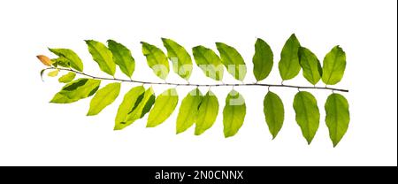 leaf vine isolates on a white background Stock Photo