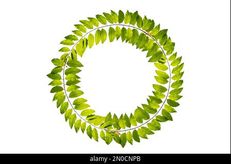 leaf vine circle isolates on a white background Stock Photo