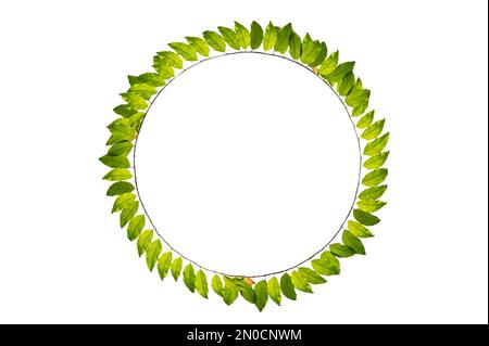 leaf vine circle isolates on a white background Stock Photo