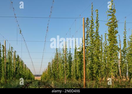 Hops growing in Burgundy, France Stock Photo