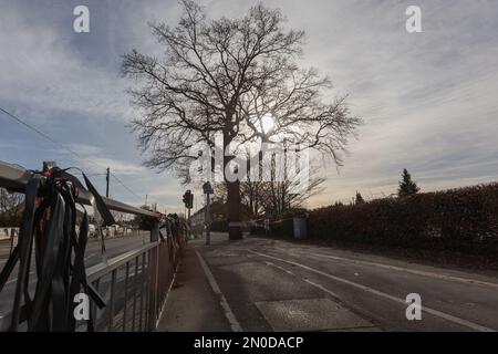 Rochford, UK. 5th Feb, 2023. Protesters from Save Holt Farm Oak Tree have removed their tree camp from the oak tree following a court order from Bloor Homes construction company. The order comes into effect on the 6th Feb 2023 and states they must not deliberately obstruct Bloor Homes or its contractors. The group have now set up a small camp opposite the tree. The 100 year old oak tree is expected to be felled at any time up to the 16th April 2023. Penelope Barritt/Alamy Live News Stock Photo