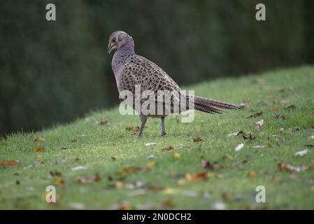 Close-Up Left-Profile Image of a Female Common Pheasant (Phasianus colchicus) Standing on a Grassy Slope Among Autumn Leaves in Mid-Wales in October