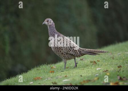 Female Common Pheasant (Phasianus colchicus) Standing on Grass in Left-Profile Looking to Left of Image against a Green Hedge Background in Mid-Wales Stock Photo