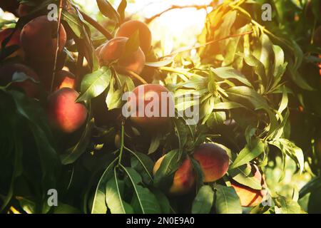Ripe peaches on tree branch in garden Stock Photo