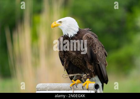 Bald Eagle (Haliaeetus leucocephalus) Stock Photo