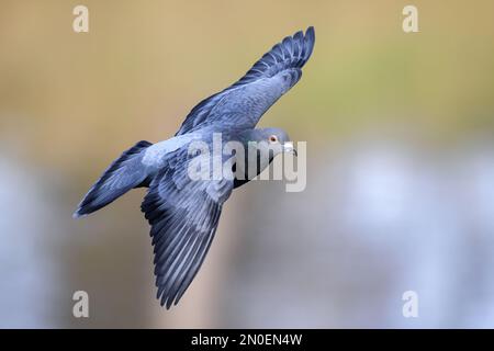 Flying pigeon in the park looking. landing place. Stock Photo