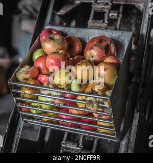 Séance de pressage des pommes Stock Photo