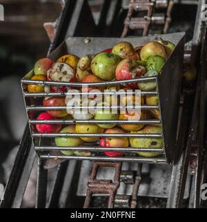 Séance de pressage des pommes Stock Photo