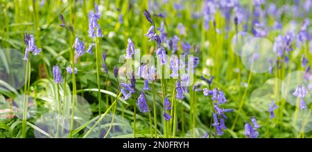 Bluebells - Hyacinthoides non-scripta. Stock Photo