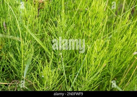 Healing field Horsetail Herbs. Hand picking off medicinal herbs of Equisetum arvense for making healthy tea or infusion. Wild summer herbs in meadow, Stock Photo