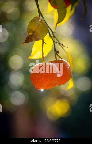 Seville oranges growing in the Spanish city in February, with sunlight catching a water droplet Stock Photo