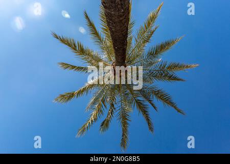 A palm tree against a blue sky, taken from below Stock Photo