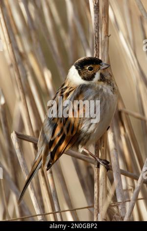 A male Reed Bunting hiding in the wetlands at RSPB Lakenheath in Norfolk, February 2023 Stock Photo