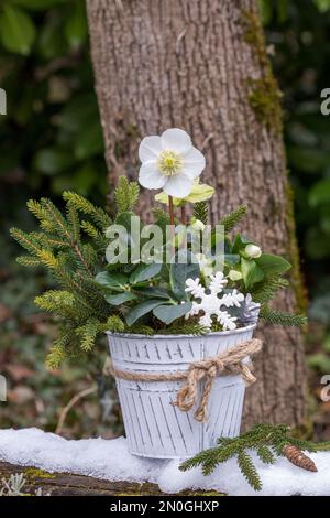 helleborus niger in vintage pot in winter garden Stock Photo