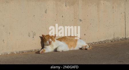 A white-red cat lying on the street in clear weather, a street cat, a stray animal, a pet. Stock Photo
