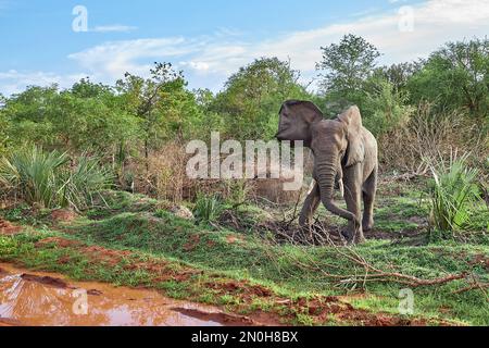 African elephant waving ears in Tanzania Selous national park Stock Photo