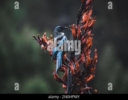 A cheeky blue feathered tui feeding on a nectar providing plant. Stock Photo