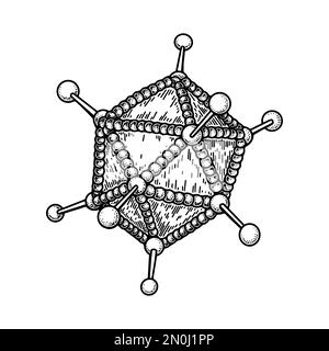 Adenovirus isolated on white background. Hand drawn realistic detailed scientifical vector illustration in sketch style Stock Vector