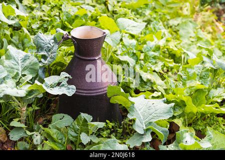 A metal jug stands in the garden on a summer day Stock Photo