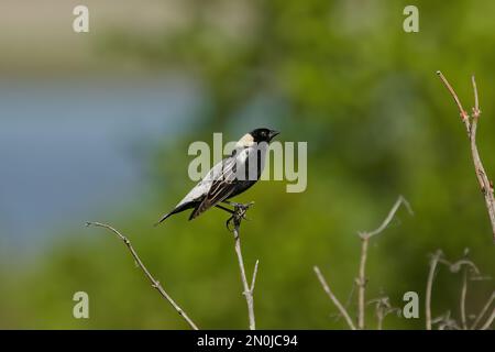 Bobolink (Dolichonyx oryzivorus). During breeding season, this species prefers open grasslands with a moderate litter layer Stock Photo