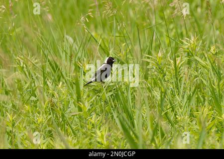 Bobolink (Dolichonyx oryzivorus). During breeding season, this species prefers open grasslands with a moderate litter layer Stock Photo