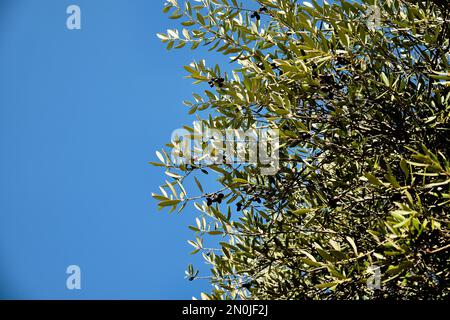 Acebuche, Spanish wild olive. Its scientific name is Olea Europaea or sylvestris, so it is the same species as the olive tree, but wild. Stock Photo