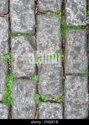 Small green plants growing between the cracks in the cobblestone of the street Stock Photo