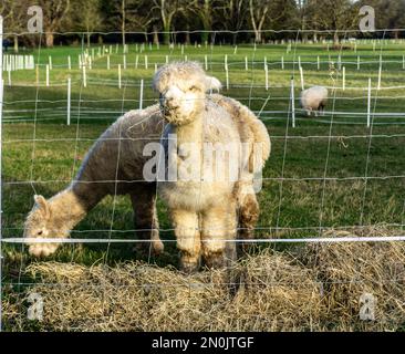 A group of alpaca animals, the new arrivals in the Farmleigh Estate in Dublin, Ireland. Stock Photo