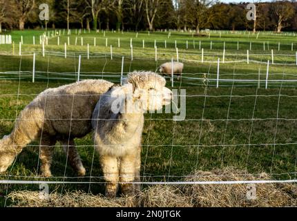 A group of alpaca animals, the new arrivals in the Farmleigh Estate in Dublin, Ireland. Stock Photo