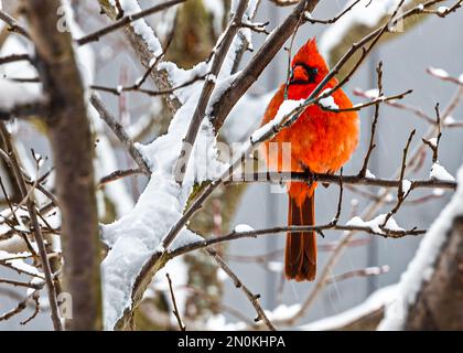 Northern Cardinal (Cardinalis cardinalis) male with a long tail, with a short, very thick beak. One of the North American birds in winter scenery. Stock Photo