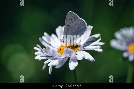 Macro Butterfly Moth on flower in Glacier Stock Photo