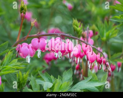 Flowering plant Lamprocapnos spectabilis, bleeding heart, fallopian buds or Asian bleeding-heart. Bright pink flowers in bloom. Stock Photo