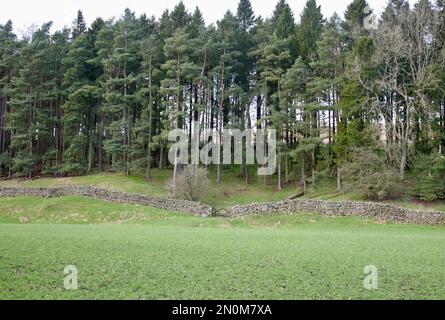 The forest at the edge of the village, Barley, Burnley, Lancashire, United Kingdom, Europe on a cold winters day Stock Photo