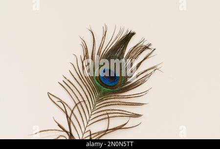 Colorful peacock feathers  isolated on white background. Closeup Stock Photo