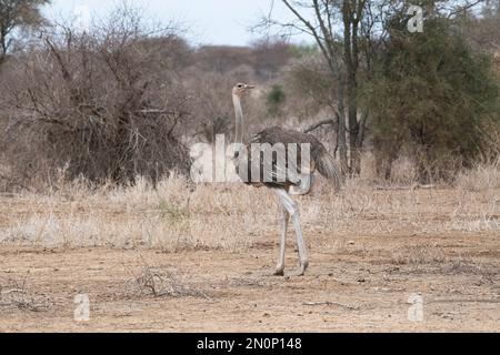 Adult female common ostrich (Struthio camelus) Stock Photo