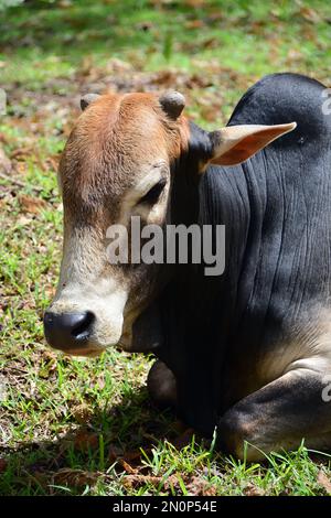 zebu, indicine cattle, humped cattle, Buckelrind, Zébu, Bos primigenius indicus or Bos indicus or Bos taurus indicus, Srí Lanka, Asia Stock Photo