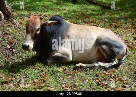 zebu, indicine cattle, humped cattle, Buckelrind, Zébu, Bos primigenius indicus or Bos indicus or Bos taurus indicus, Srí Lanka, Asia Stock Photo