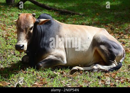 zebu, indicine cattle, humped cattle, Buckelrind, Zébu, Bos primigenius indicus or Bos indicus or Bos taurus indicus, Srí Lanka, Asia Stock Photo