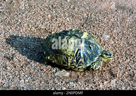 Indian star tortoise, Indische Sternschildkröte, Tortue étoilée d'Inde ...