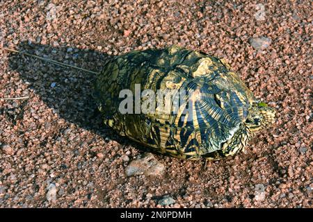 Indian star tortoise, Indische Sternschildkröte, Tortue étoilée d'Inde ...