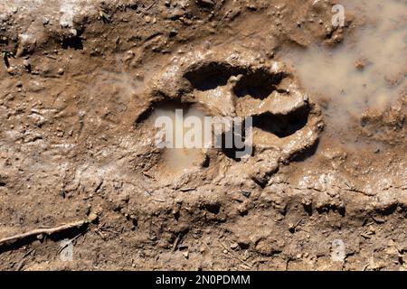 Dogs paw print in mud puddle after rain Stock Photo