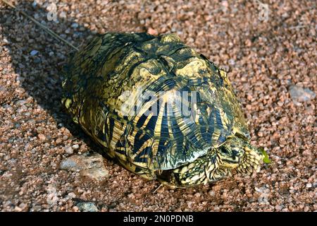 Indian star tortoise, Indische Sternschildkröte, Tortue étoilée d'Inde ...