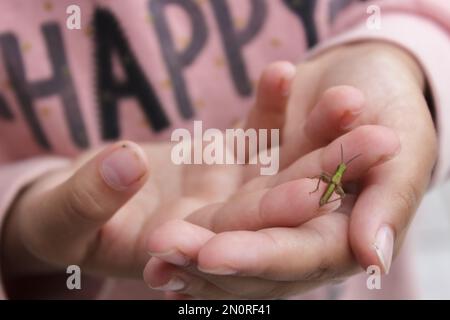 A green grasshopper in children's hands is photographed close-up on a light pink background with the inscription happy Stock Photo