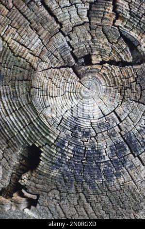 Natural Weathered Grey Taupe Brown Stump Cut Cross Section, Tree Trunk Growth Annual Rings Texture Pattern, Large Vertical Detailed Damaged Blue Gray Stock Photo