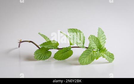 Mint leaves, isolated on white background. Copy space. Stock Photo
