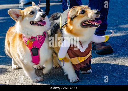 Corgis dressed in costume walk in the Mystic Krewe of Salty Paws Mardi Gras parade, Feb. 4, 2023, in Dauphin Island, Alabama. Stock Photo