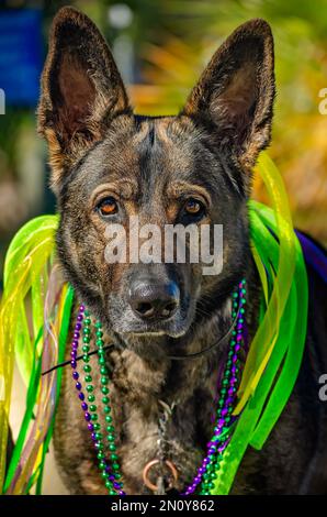 A Belgian Malinois dressed in costume rides in the Mystic Krewe of ...