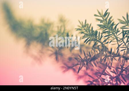 dew kissed fern leaves after a morning rain Stock Photo