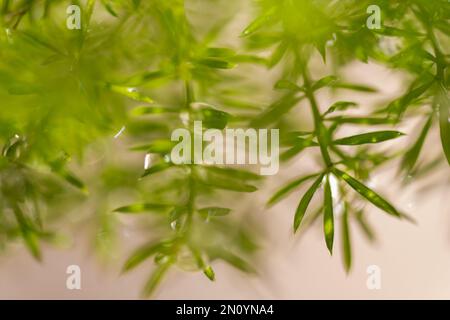 Natures plant leaves create dancing poetry of greens and yellows fprinkled with sunshine and dew in the spring time mornings Stock Photo