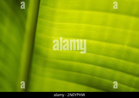 macro close limited depth of field view of a back lit bird of paradise newly opened tropical leaf Stock Photo
